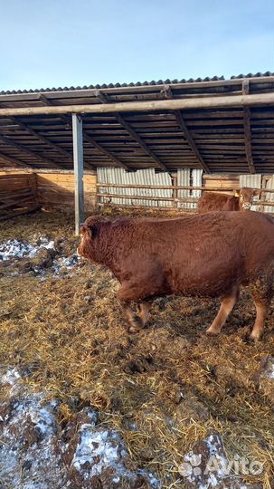 Быки породы лимузин на племя