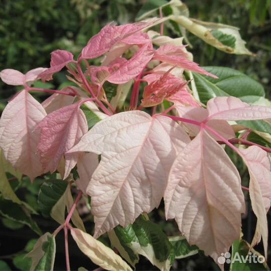 Клен Фламинго