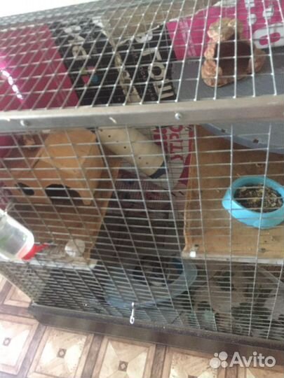 Клетка для шиншилл и крупных грызунов