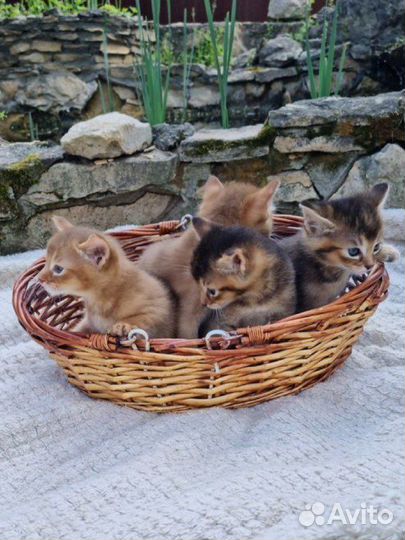 Котята чаузи ф3