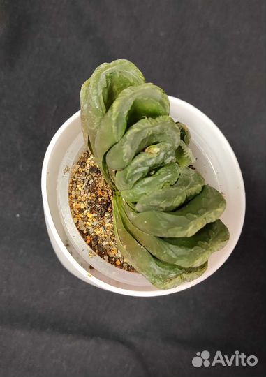 Хавортия трунката