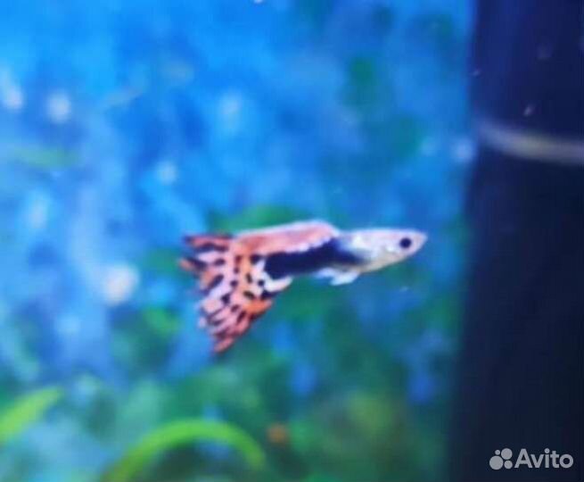 Мальки гуппи