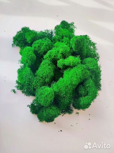 Мох стабилизированный оптом и в розницу