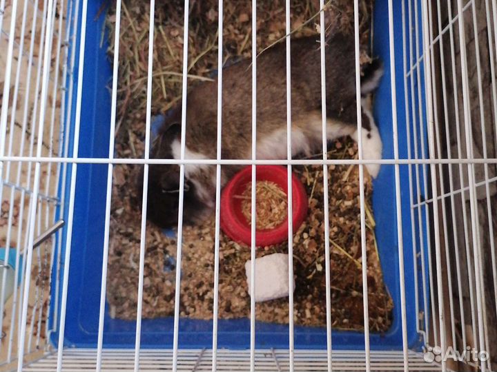 Клетка для грызунов большая