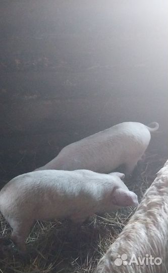 Продам поросят. Также продам быка на мясо