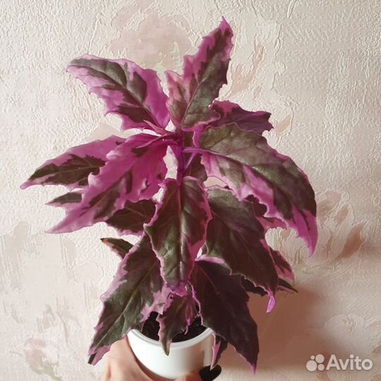 Гинура вариегатная