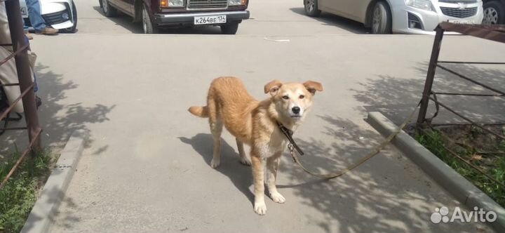 Щенок 10 мес