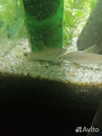 Аквариумные рыбки, бородоеды