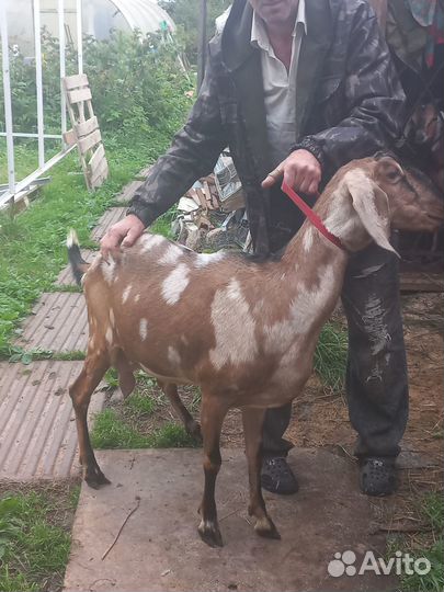Англо нубийский козел