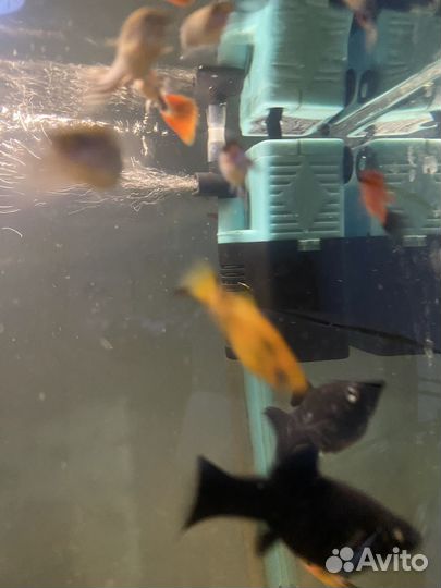 Аквариум с рыбками