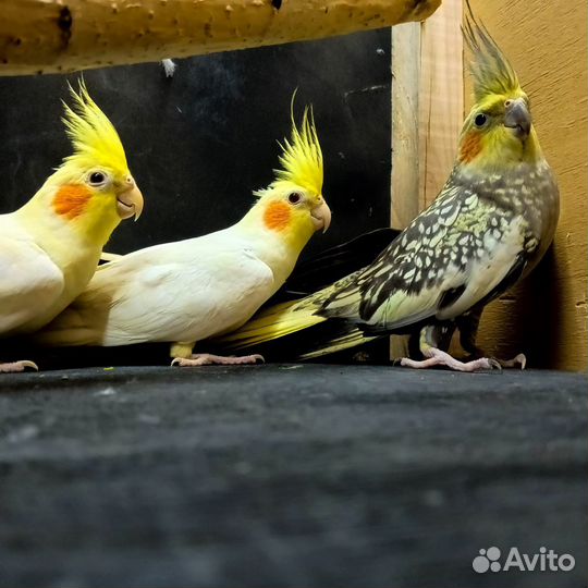 Попугай корелла птенцы от 2,5 мес