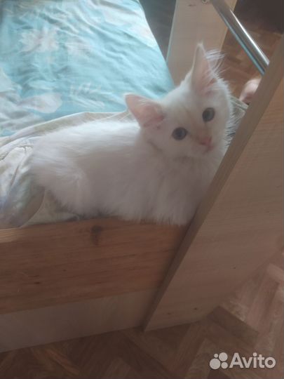 Отдам котенка