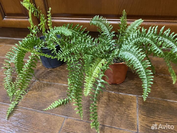 Папоротник нефролепис