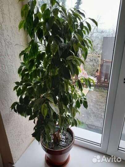 Фикус бенджамина большой