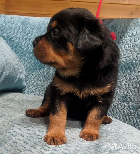 Щенки ротвейлера