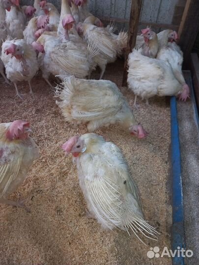 Куры несушки ломан браун