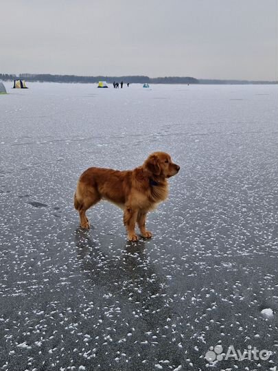 Золотистый ретривер вязка
