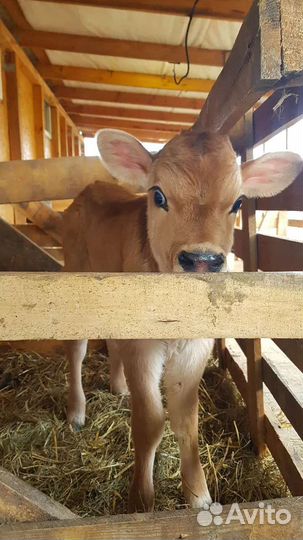 Бычок Джерси