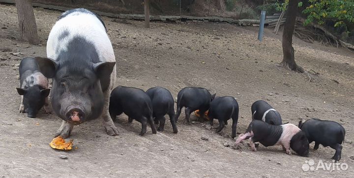 Вьетнамск вислобрюхий поросенок