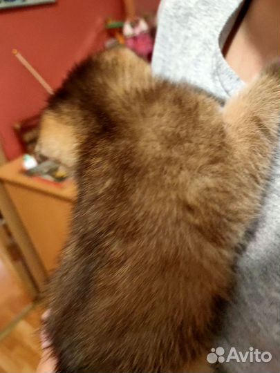 Шотландские вислоухие котята золотая шиншилла