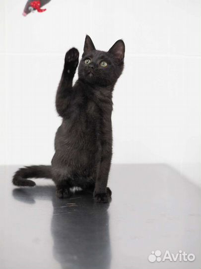 Черный котенок девочка в дар
