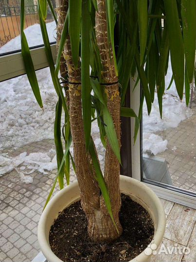 Пальма юкка