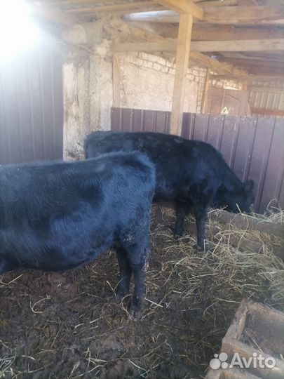 Бычок ангус