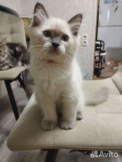 Котенок Невской маскарадной