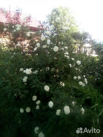 Чайная роза