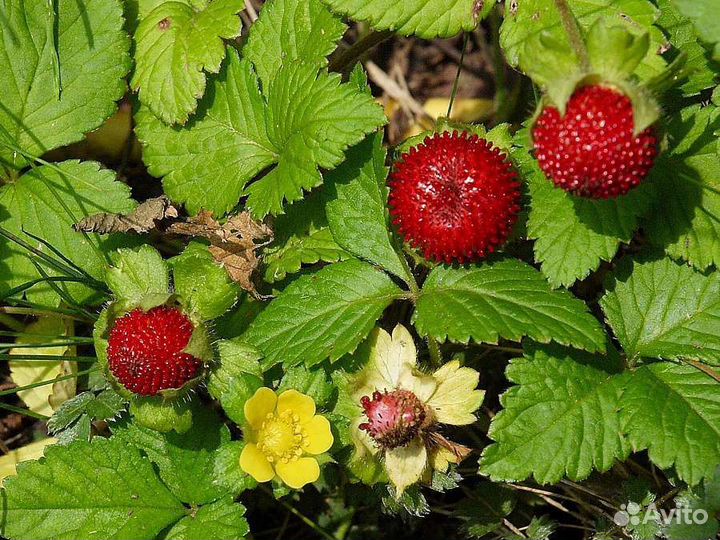 Дюшенея индийская декоративная