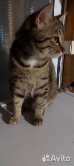 Кот и кошка
