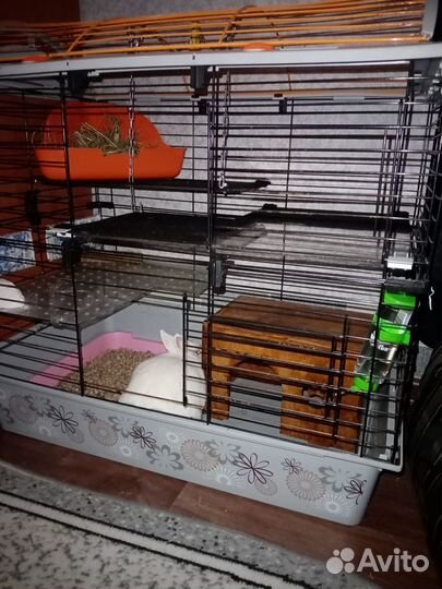 Отдам кроликов гермелинов