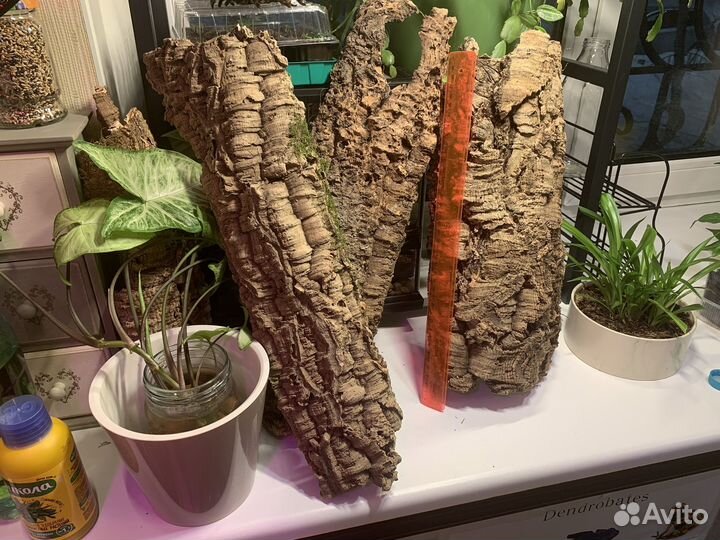 Кора пробкового дуба