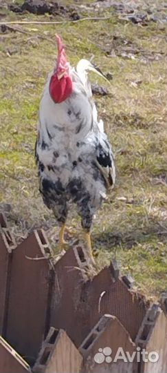 Петух леггорн далматинец 2 мес