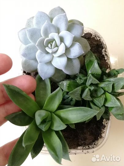 Набор суккулентов