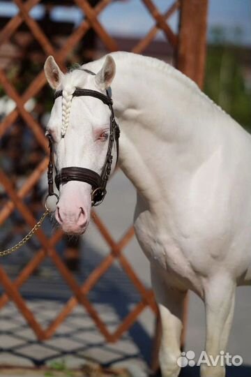 Уэльский пони сектор В
