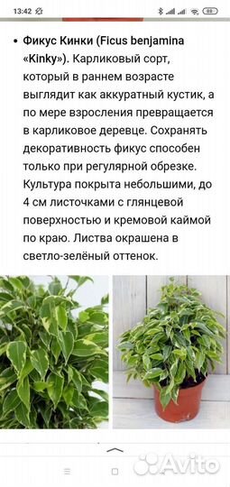 Фикус бенджамина пестролистный