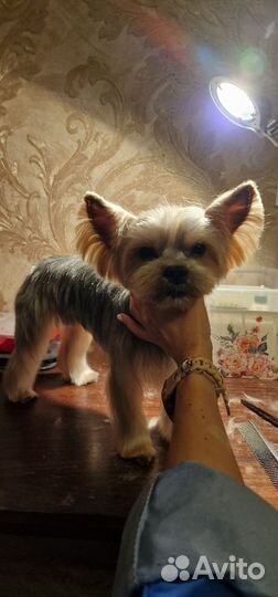 Стрижка собак и кошек. Груминг Курортный р-н