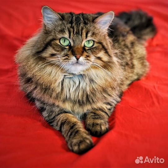 Вязка кота. Сибирский кот-чемпион ищет невесту