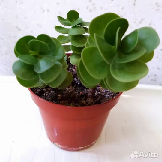 Кактусы и суккуленты