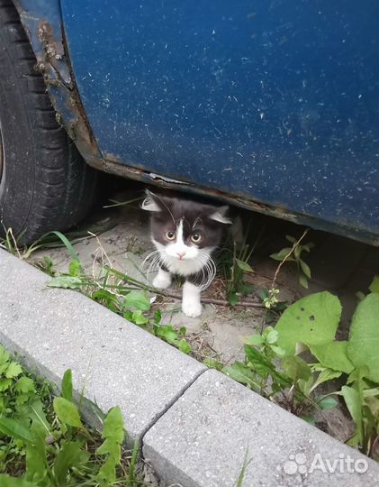 Котик ищет дом