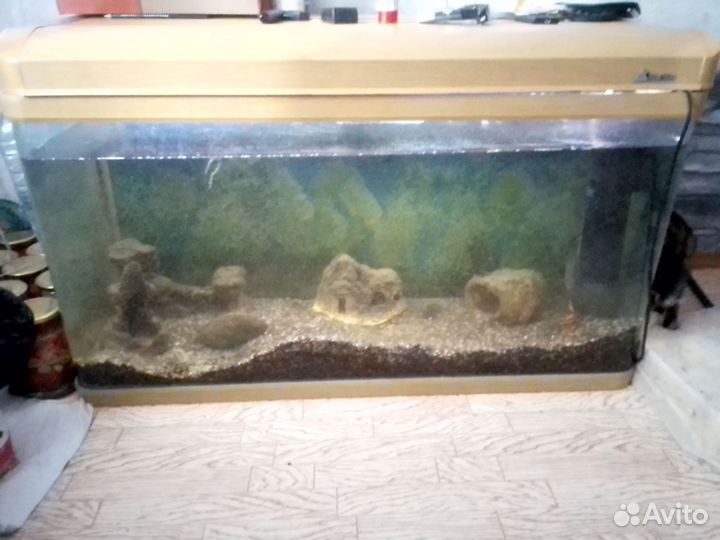 Аквариум с рыбками