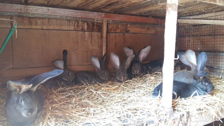 Кролики Фландр