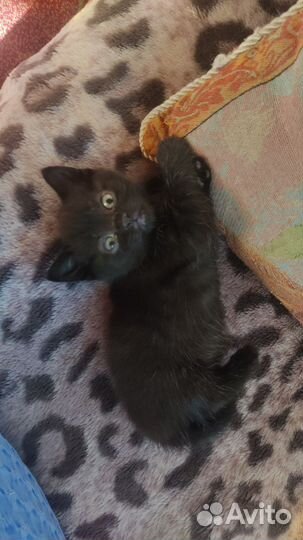 Кошка в дар