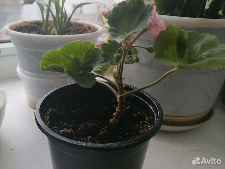 Герань розовая