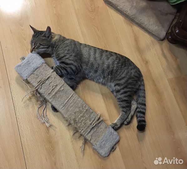 Кот в добрые руки