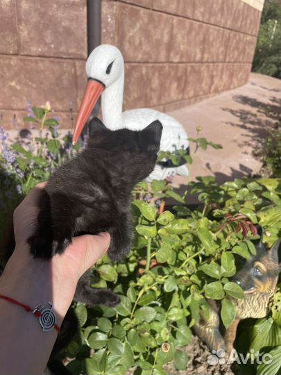 Котенок