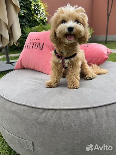 Вязка собак Мальтипу