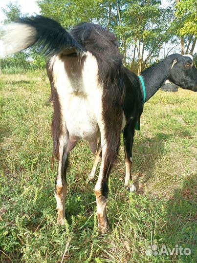 Коза дойная Ламанча