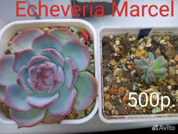 Суккуленты 4